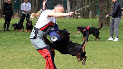 Rottweiler Attacking Style