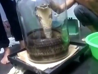 Dong Vat Hoang Da - Con Rắn Hổ Mang Khủng 40 Kg