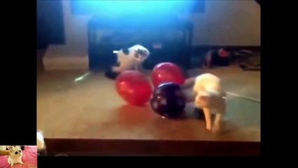 Những Con Mèo dễ thương và hài hước nhất Part 1