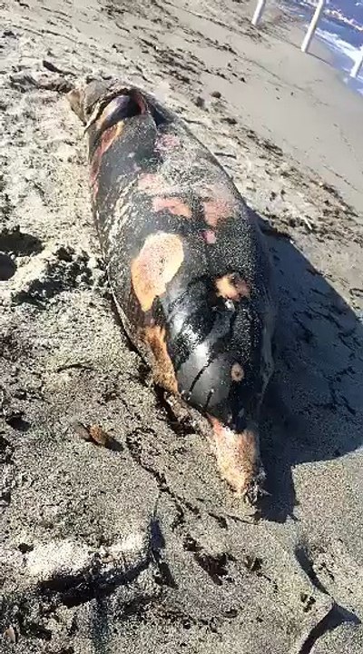 Un dauphin retrouvé plage de la Marana