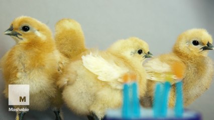 Twitter turns 10 years old today and these baby chicks are ready to celebrate