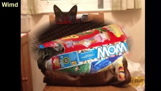 Funny Cats Immediately Regretted with Their funny fail Choices | Funny cat photos 2016