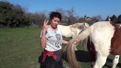 Prélever une mèche de crins