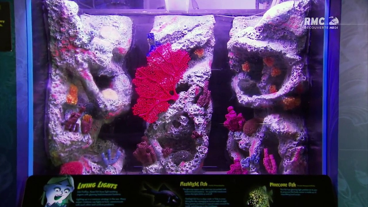 Aquamenles Rois des aquariums - Aquarium exotique