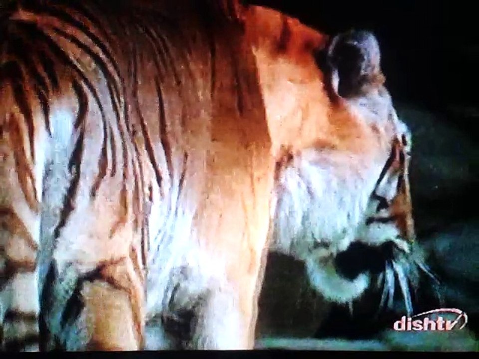 Most dengrous animals