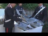 Acilia (RM) - 53 chili di marijuana nei congelatori, tre arresti (21.03.16)