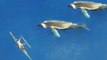 Spectacular Drone Footage Of Humpback Whales Off The Coast Of Hawaii