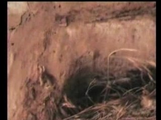 A la recherche du tresore de mon grand pére