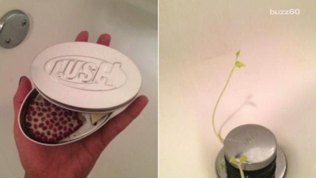 Lush massage bar grows plants in customers' drains