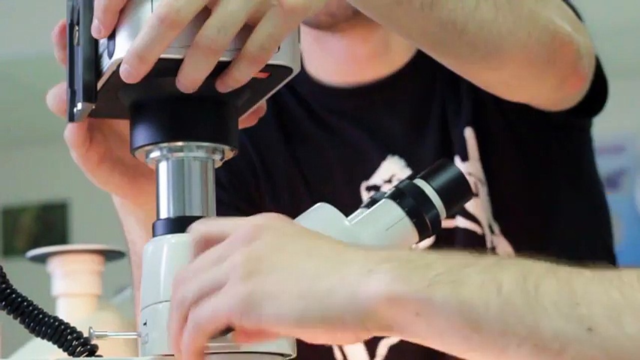 ALLONS VOIR DES ACARIENS ! Observation Microscopique #1