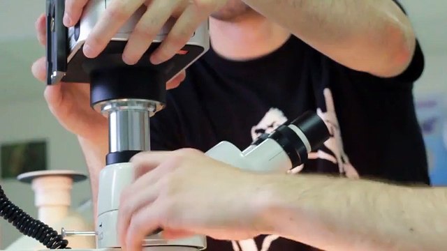 ALLONS VOIR DES ACARIENS ! Observation Microscopique #1