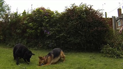 March Bestof Whatsapp video Dogs Who Fail At Being Dogs