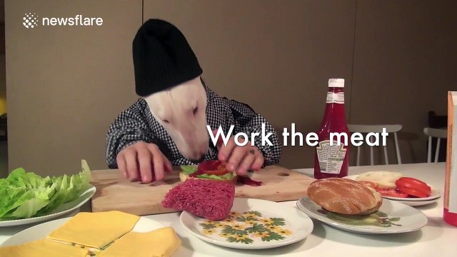 'Hipster bull terrier' demonstrates how to make the perfect burger
