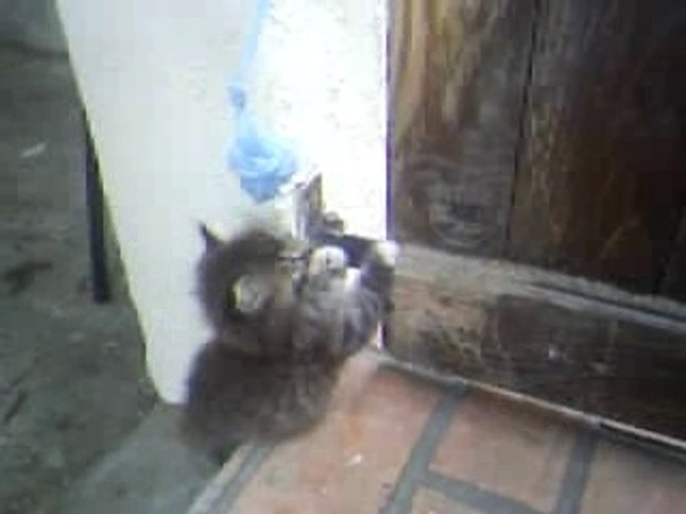 Coquin et Calin