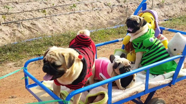 Des petit chiens trop chou prennent le train
