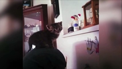 Un chaton qui n'a pas la notion de distance. Et hop, grosse gamelle