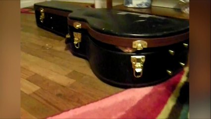 Un chat qui veut partir en tournée avec son maitre guitariste