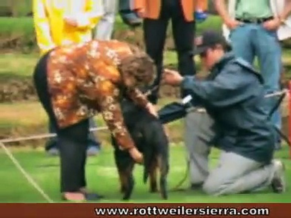 Rottweiler Colombia, Bheliot Sieger Colombiano 2008 Parte-A