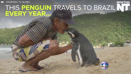 Penguin Visits The Man Who Saved Him Every Single Year