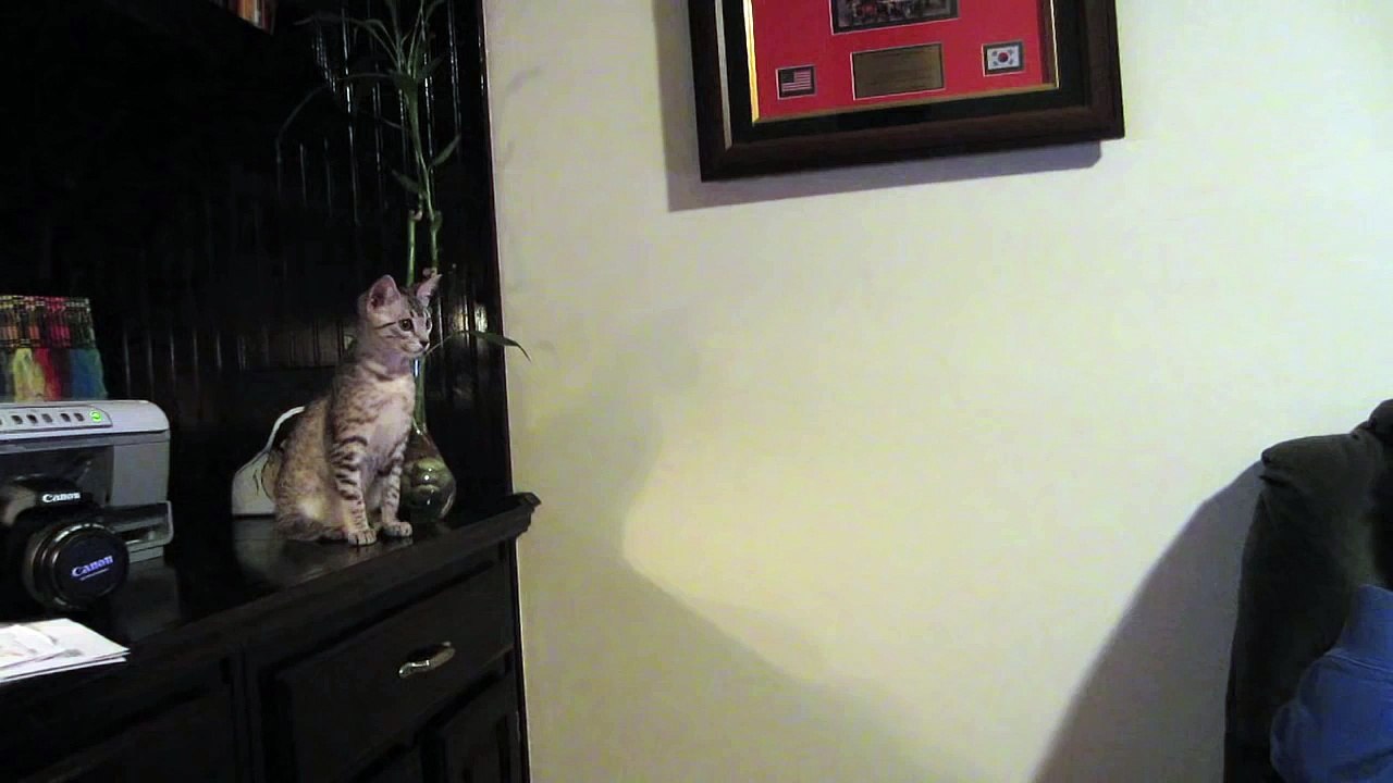 KITTEN JUMP FAIL