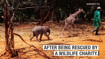 A baby giraffe and an infant elephant have become best friends
