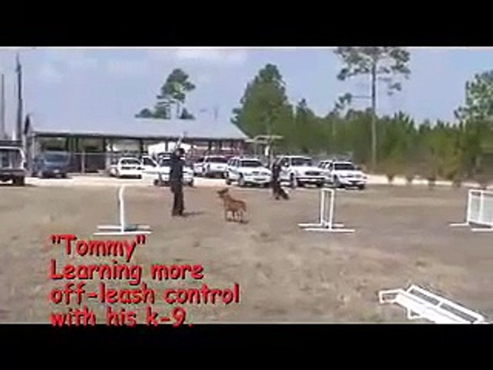 POLICE K-9 DOG TRAINING SEMINAR VIDEO