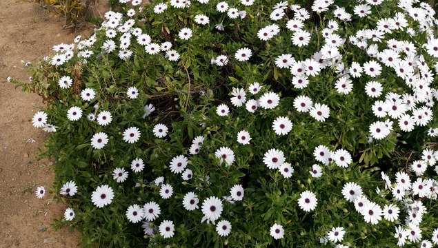 Sony Xperia M5 Camera Sample