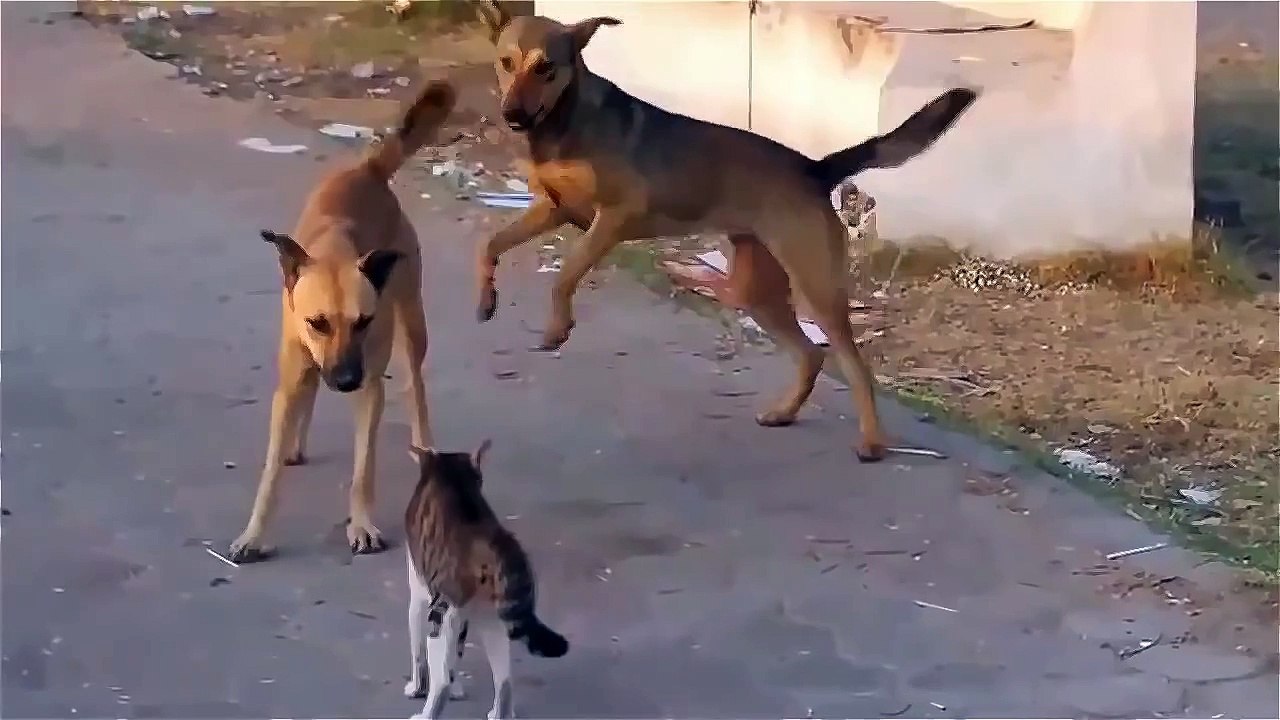 Kungfu Cat thrashes two Dogs - Amazing