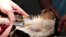 Jugular vein blood collection in a cat