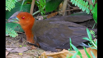 Iriomote cat - Video Learning - WizScience.com