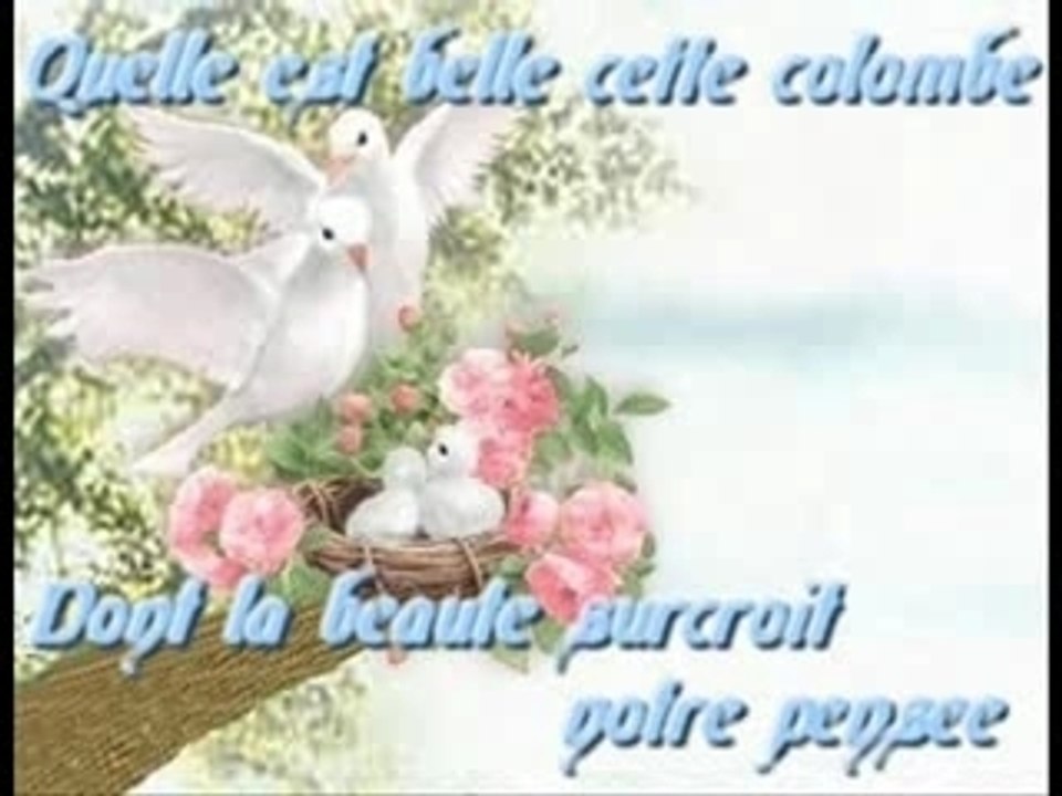 Una paloma blanca