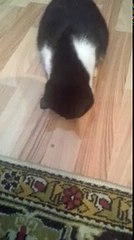 Funny cat playing around with a ball
