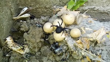 The European black widow or karakurt - Poison Spider
