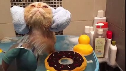 Cat takes a shower | Watch funny cat videos compilation 2016 Most Watched Video
