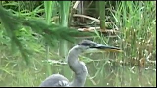 Great Blue Heron