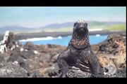 Galapagos Islands RARE ANIMALS HD 86