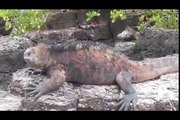 Galapagos Islands RARE ANIMALS HD 87