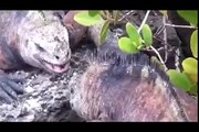 Galapagos Islands RARE ANIMALS HD 88