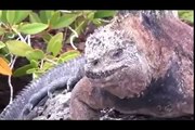 Galapagos Islands RARE ANIMALS HD 91