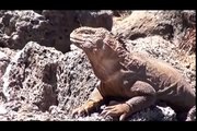 Galapagos Islands RARE ANIMALS HD 97