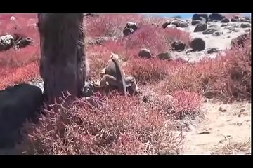 Galapagos Islands RARE ANIMALS HD 99