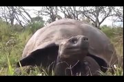 Galapagos Islands RARE ANIMALS HD 106