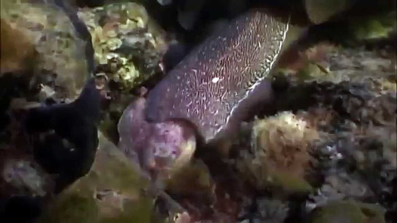 Giant pacific octopus 32