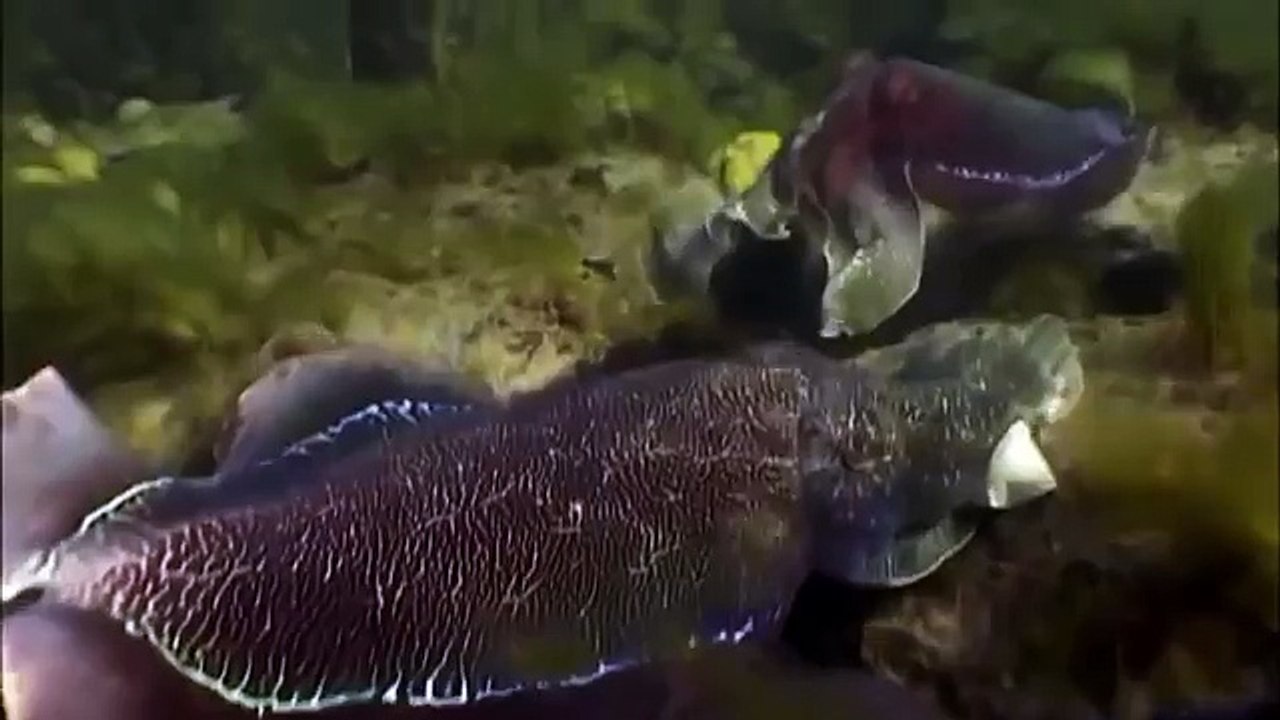 Giant pacific octopus 33