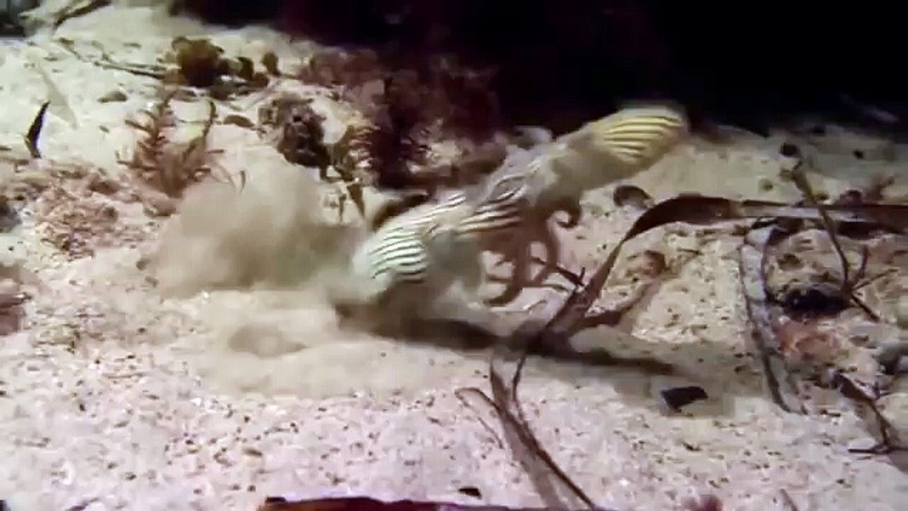 Giant pacific octopus 34