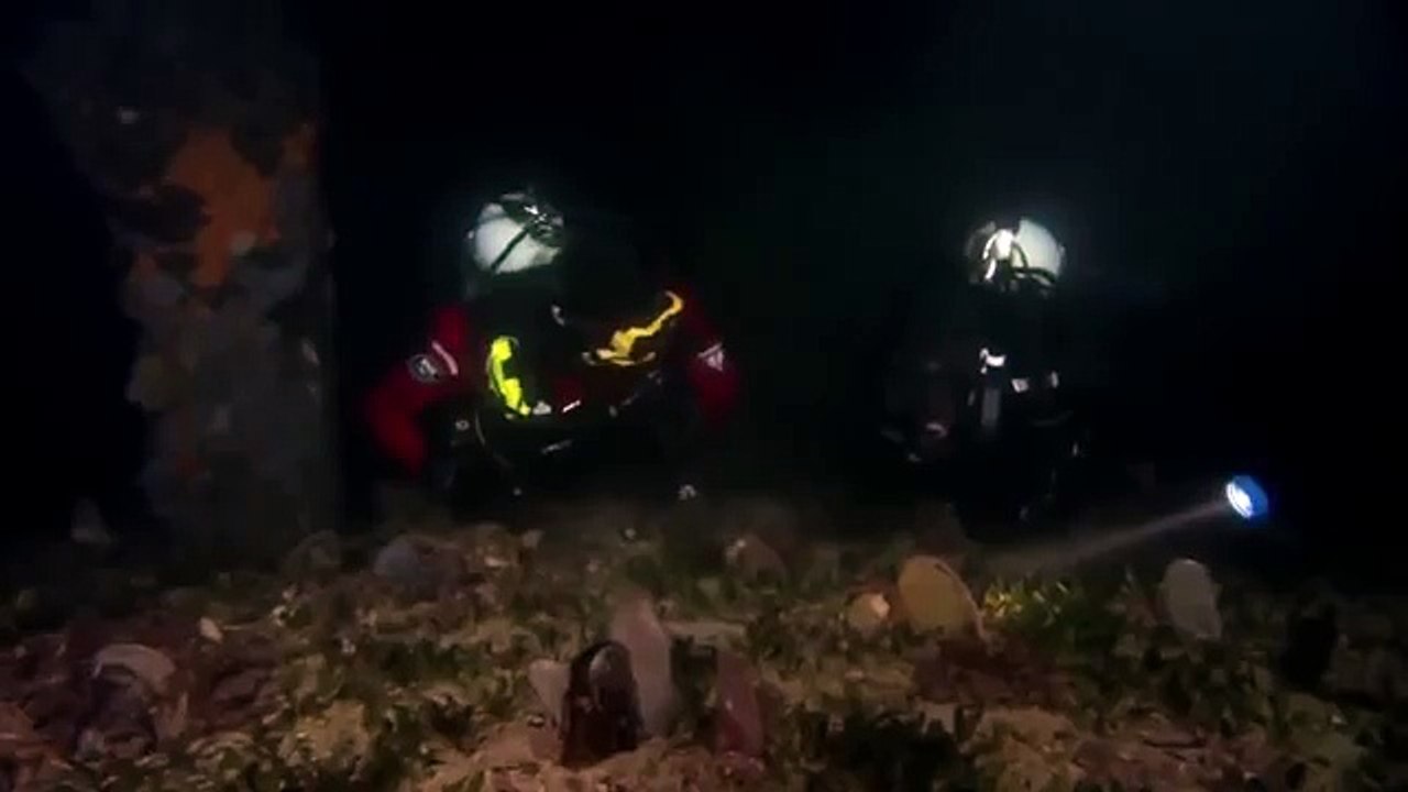 Giant pacific octopus 39