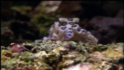 Giant pacific octopus 45