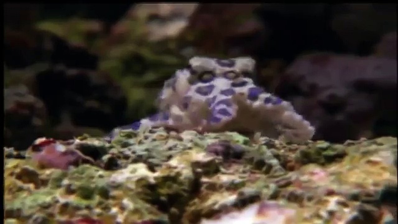 Giant pacific octopus 45
