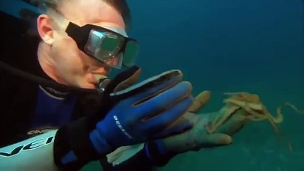 Giant pacific octopus 50