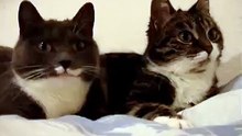 Les deux chats qui parlent